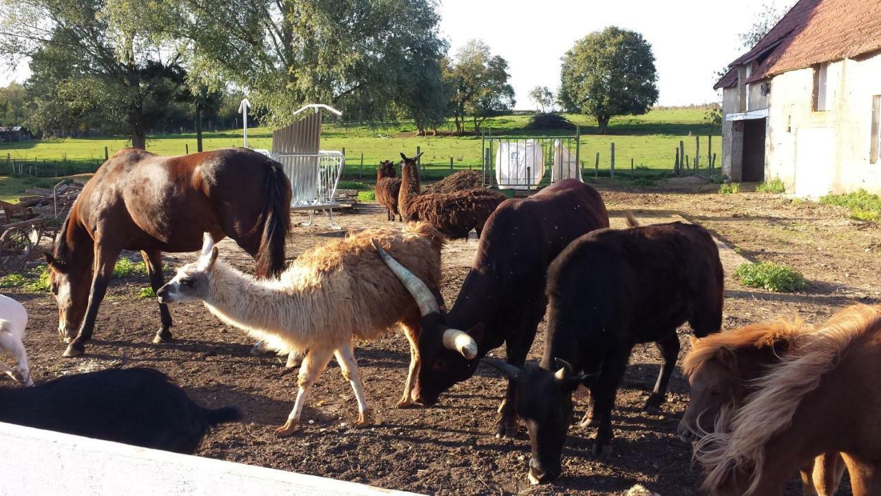 La Ferme Aux Kangourous Donzy Bagian luar foto