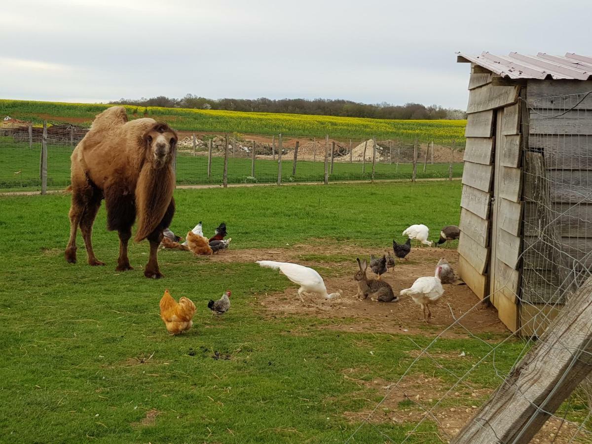 La Ferme Aux Kangourous Donzy Bagian luar foto